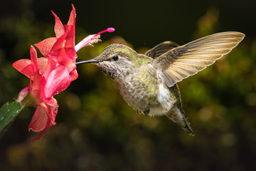 Fototapeta na wymiar Hummingbird and her favorite red flower