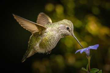 Female hummingbird and a small blue flower © FreebillyPhotography