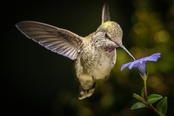 Hummingbird in angled direction with blue flower
