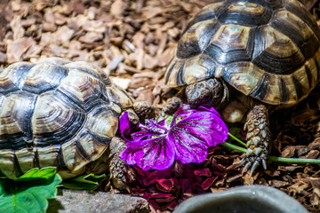 Turtle Testudo Marginata european landturtle eat 3