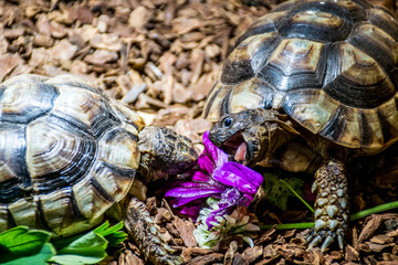 Turtle Testudo Marginata european landturtle eat 4