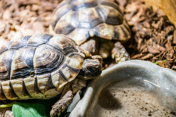 Turtle Testudo Marginata european landturtle eat 6