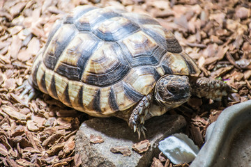 Turtle Testudo Marginata european landturtle eat 7