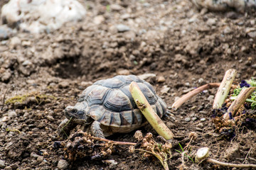 Turtle Testudo Marginata european landturtle eat 9