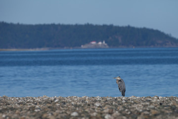 Heron on the Ocean