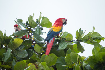 Costa Rica Scarlet Macaw