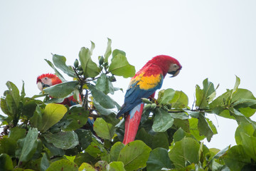 Costa Rica Scarlet Macaw © MarcoDiaz