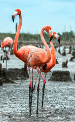 Obraz premium American Flamingos or Caribbean flamingos ( Phoenicopterus ruber ruber). . Rio Maximo, Camaguey, Cuba.