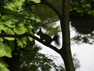 森の子リスのシルエット