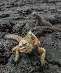 A male of Galapagos Marine Iguana resting on lava rocks (Amblyrhynchus cristatus). The marine iguana on the black stiffened lava.  Galapagos Islands. Ecuador