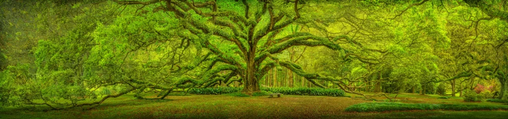 Gordijnen Live Oak Tree © Kirk Voclain