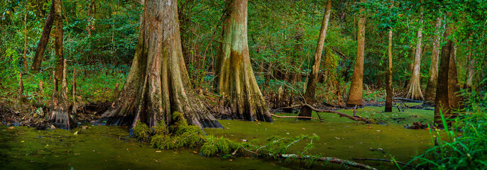 Louisiana Cypress Swamp