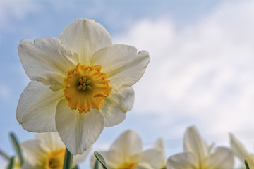 Blooming daffodil with the blue sky in the background