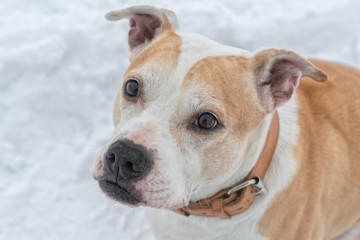 Portrait of staffordshire bull terrier on a snow