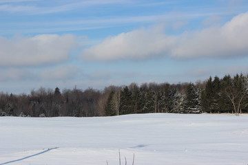 Trees in Winter