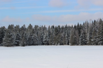 Fototapeta na wymiar Trees in Winter