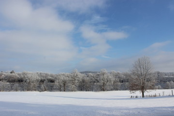 Trees in Winter