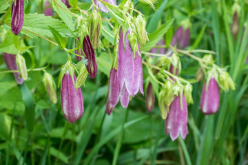 Campanula punctata - Cherry Bells - Bellflower - Spotted Bellflo