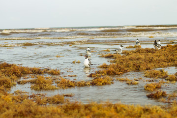 Birds on the Beach