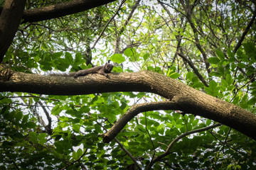 This is a photo of one kind of squirrel, was taken in XiaMen botanical garden, China.