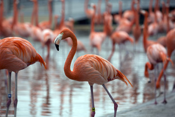 A flamboyance of flamingos in safari zoo