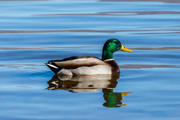 Male Mallard Duck (drake) swimming in Roosevelt lake in Arizona.
