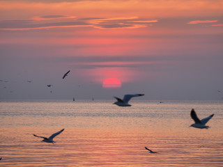 Sunset sky of light with seagulls in the air, Selective focus at the sun