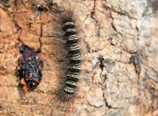 hairy caterpillars