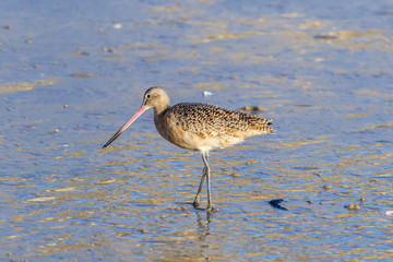 Marbled Godwit on the shore at Crystal Cove State Park in Laguna Beach, California. 
