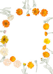 top view flat lay illustration of flowers herb calendula frame isolated on white background