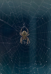 Large spider in centre of damaged web