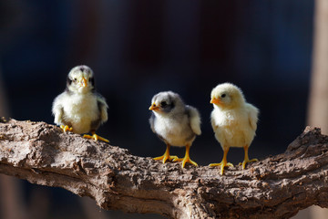 Cute chicks on nature background