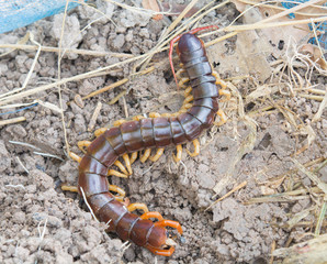 Centipede on ground