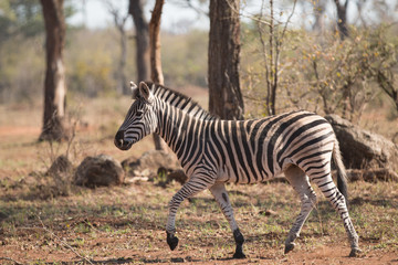 Fototapeta na wymiar Prancing zebra on Safari