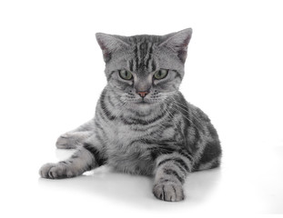 Obraz premium cat on white background.