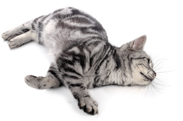 cat on white background.