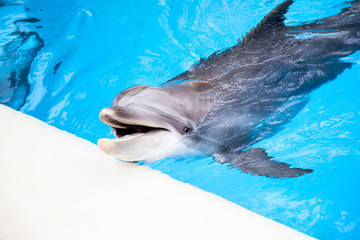 Dolphin swims in the pool