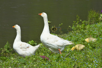 Geese in the meadow.
