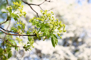 Blossoming branch of a maple./The maple branch is decorated by young sticky leaves and flowers. The white background is created by a blossoming cherry plum.