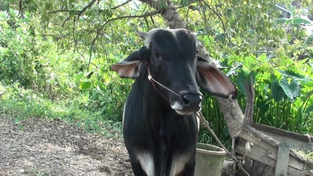 A young, brown Asian Bull approaches the camera. Known as 'humped cattle' or 'Indicus cattle'. Taken in Thailand.