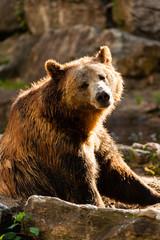 Obraz na płótnie Canvas Brown bear sitting