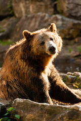 Brown bear sitting