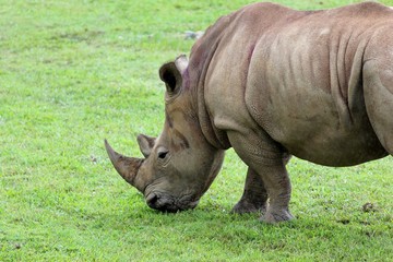 Obraz premium Rhinocéros