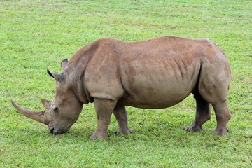 Fototapeta premium Rhinocéros