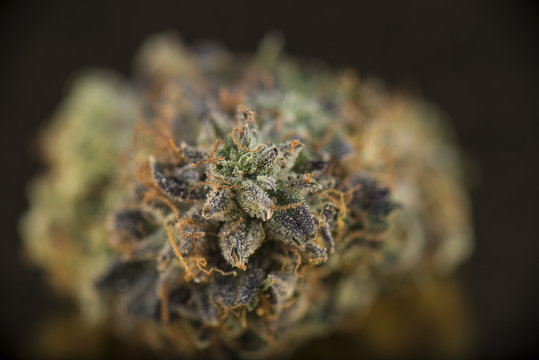 Macro detail of cannabis bud (death bubba marijuana strain) on d