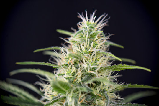 Detail of cannabis cola (black russian strain) later flower isol