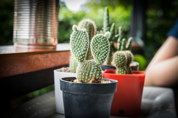 Cactus in Basket Soft focus on blur lifestyle background