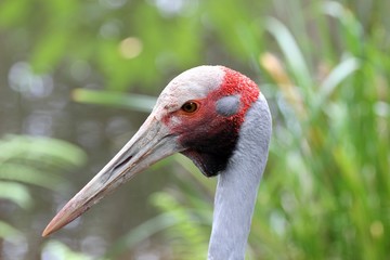 Fototapeta premium Brolga, Australie