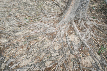 close up tree roots texture