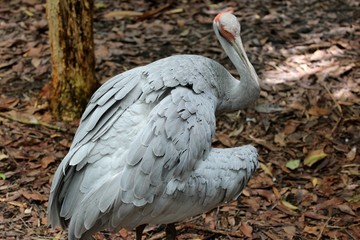 Brolga, Australie
